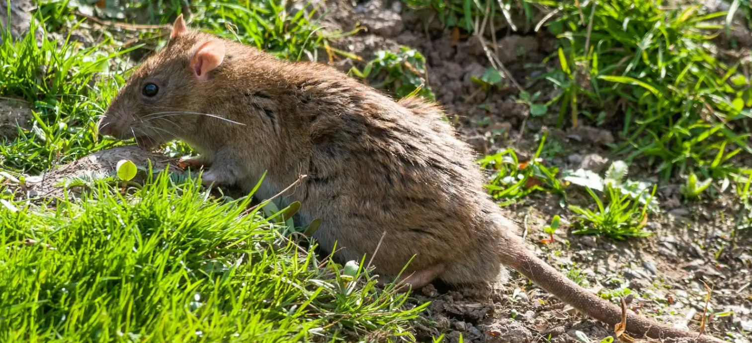 What’s That Smell - How to Detect Rodents by Using Your Senses