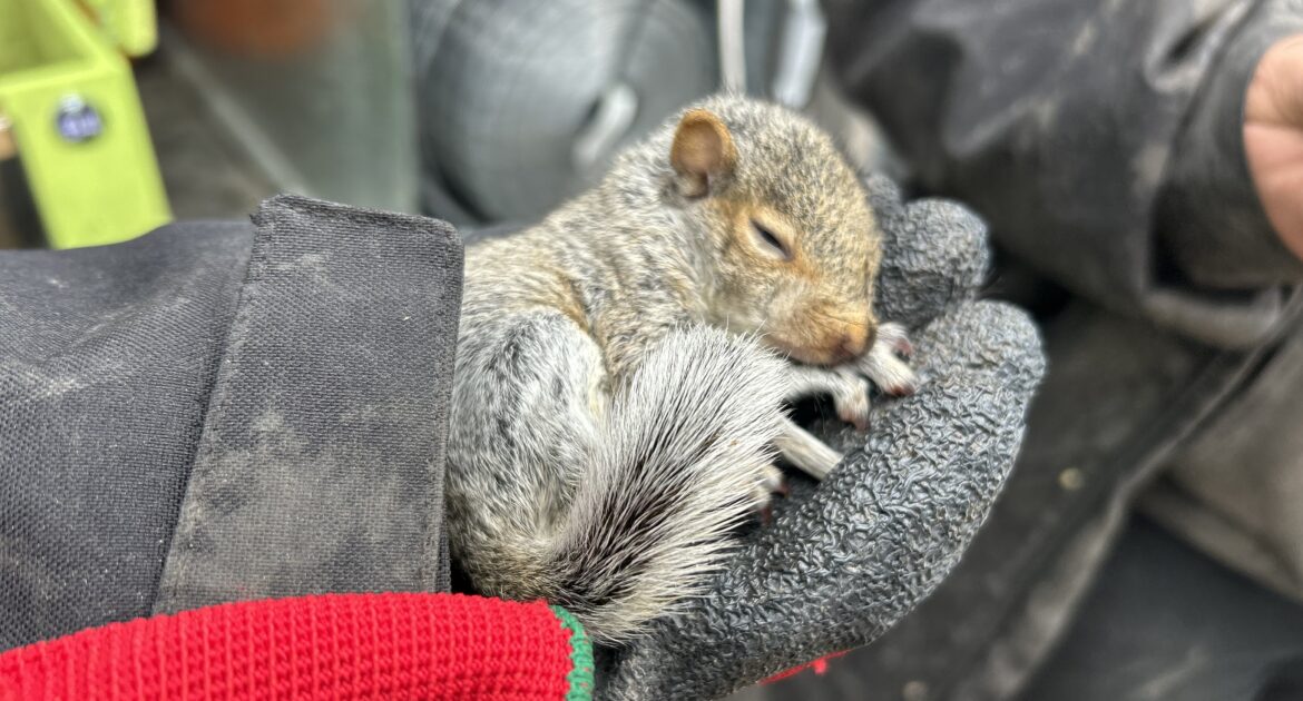 When Are Squirrels Most Active