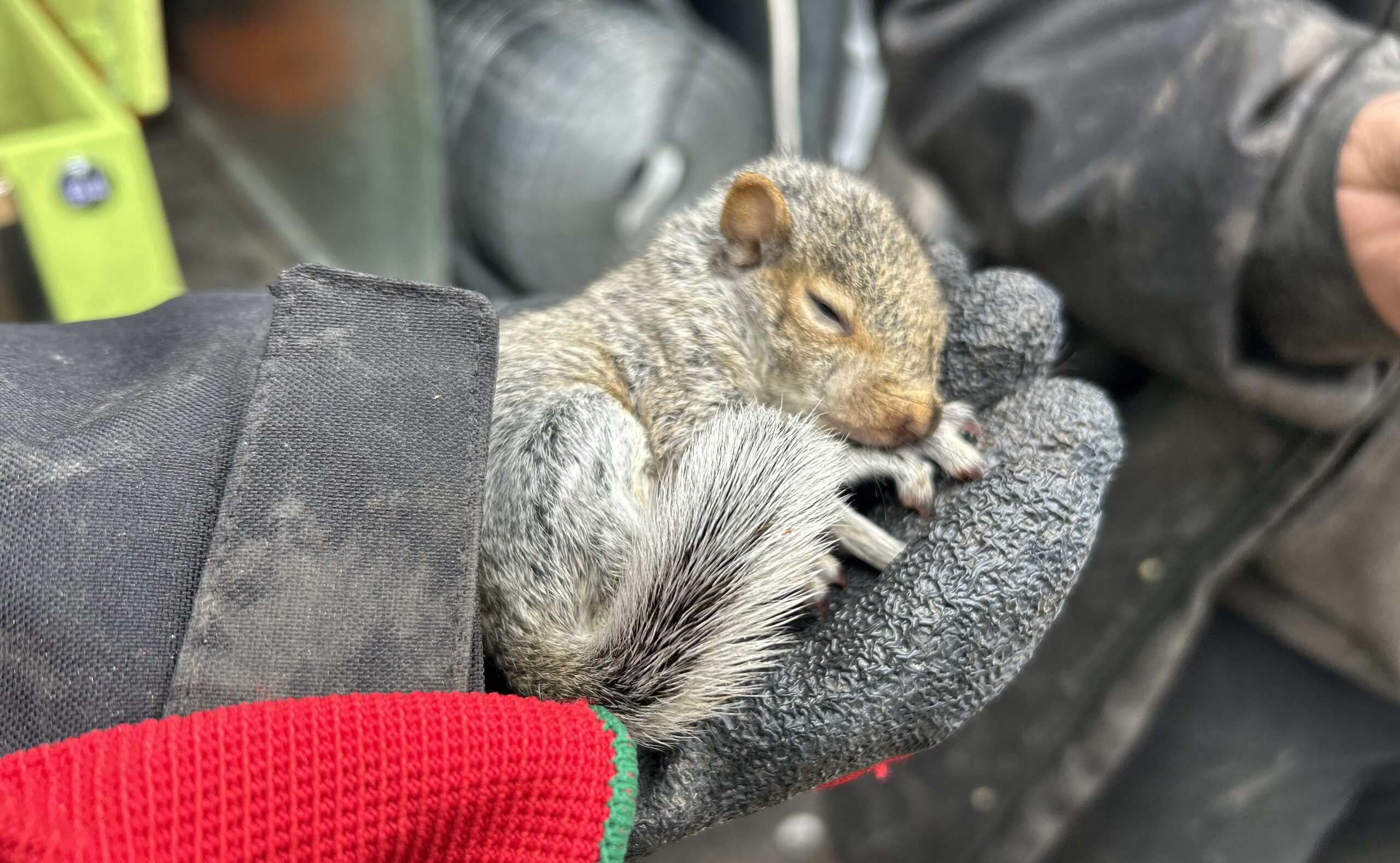 When Are Squirrels Most Active