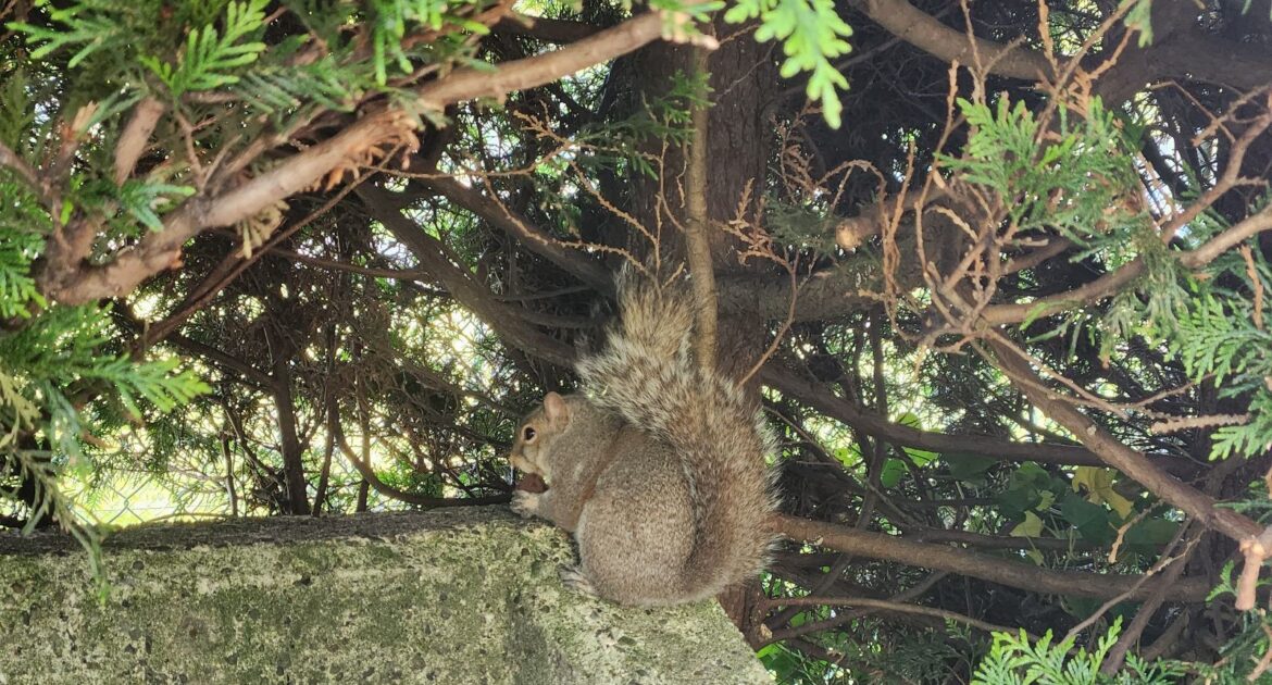 When Squirrels Strike - The Unlikely Culprit Behind a Toronto Financial District Blackout