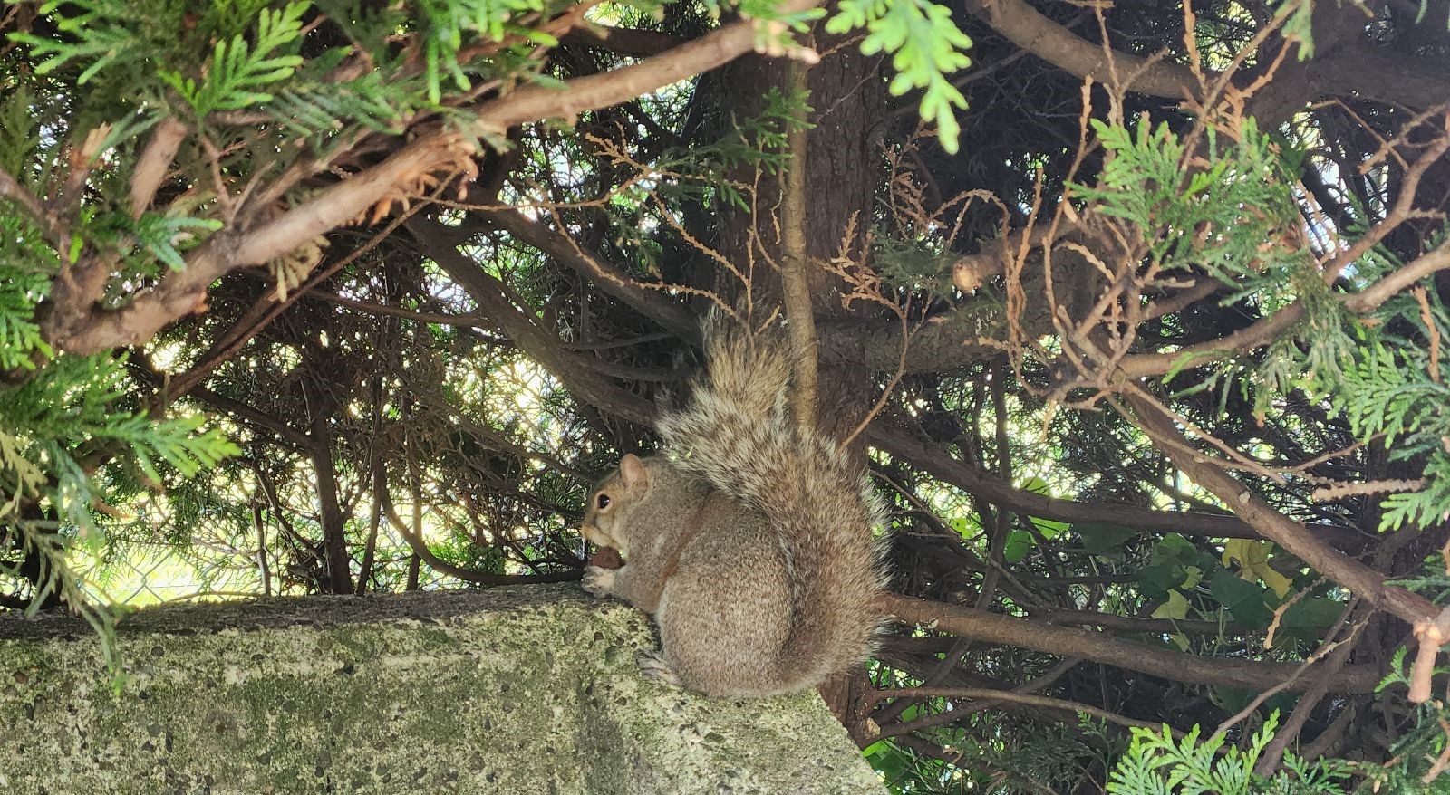 When Squirrels Strike - The Unlikely Culprit Behind a Toronto Financial District Blackout