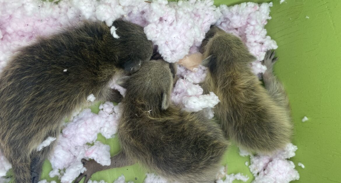 Where are Raccoons Most Likely To Nest In A Home