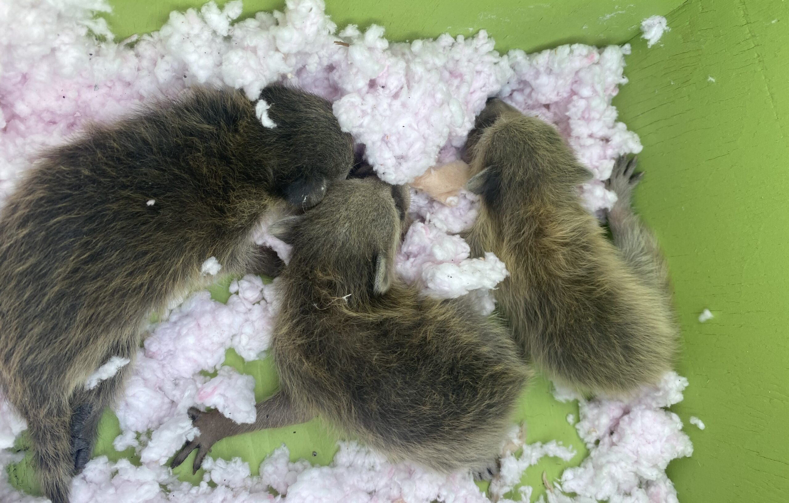 Where are Raccoons Most Likely To Nest In A Home