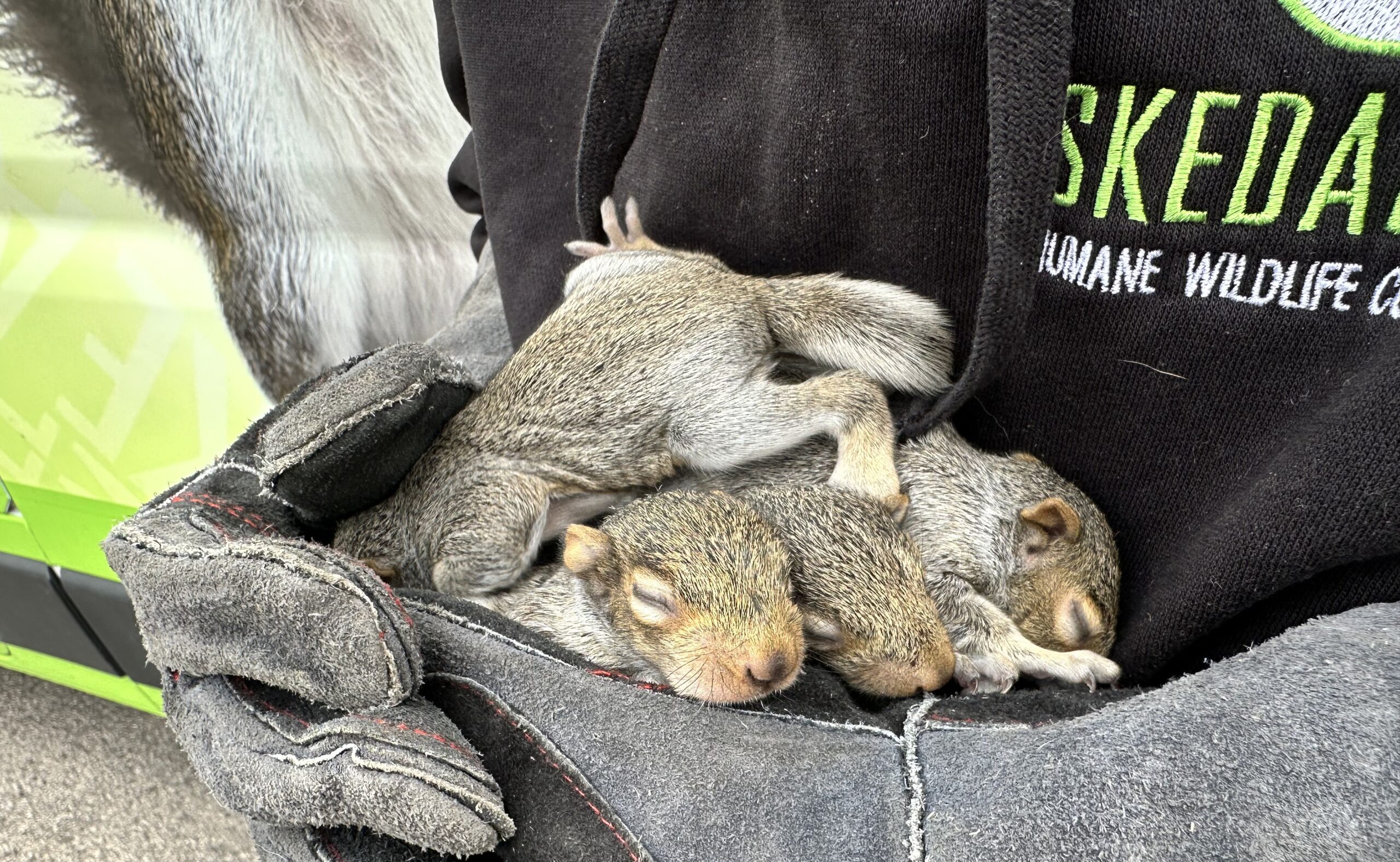 Why Squirrels Chew Wiring and How to Prevent Expensive Repairs