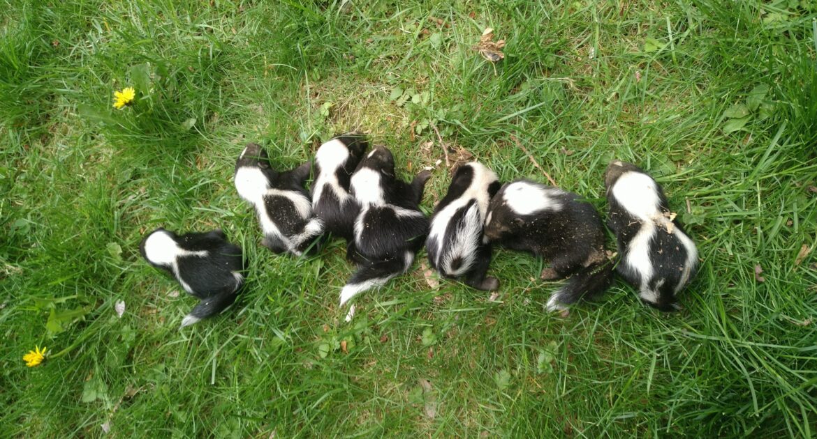 Yard Maintenance To Keep Skunks Away