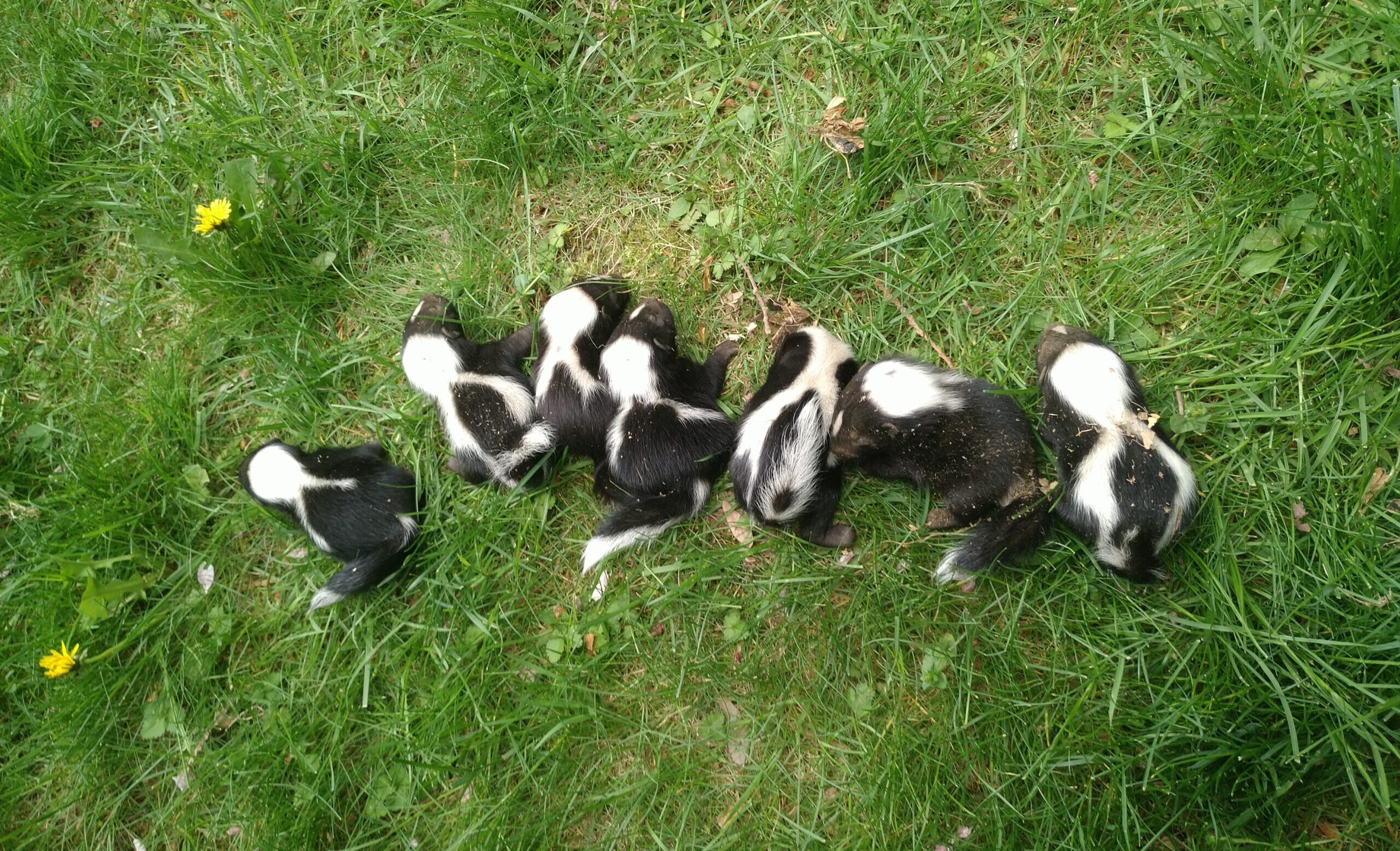 Yard Maintenance To Keep Skunks Away
