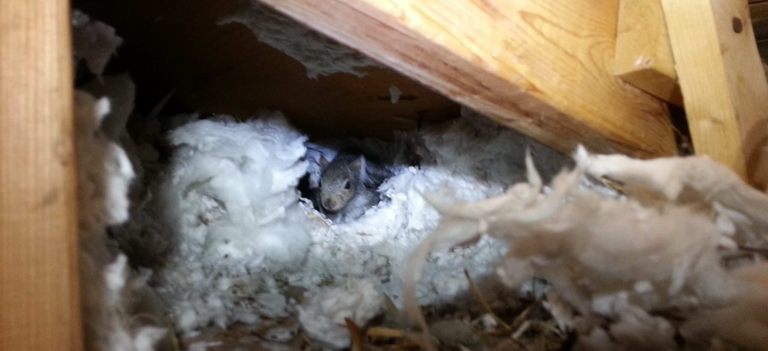 Attic Invaders - How to Identify Squirrel Nesting Activity in Your Home