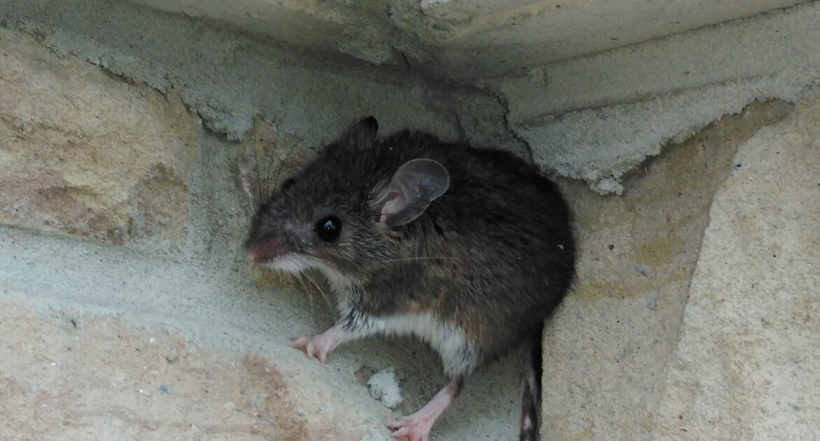 Basic Tips to Keep Mice Out Of Your Garage