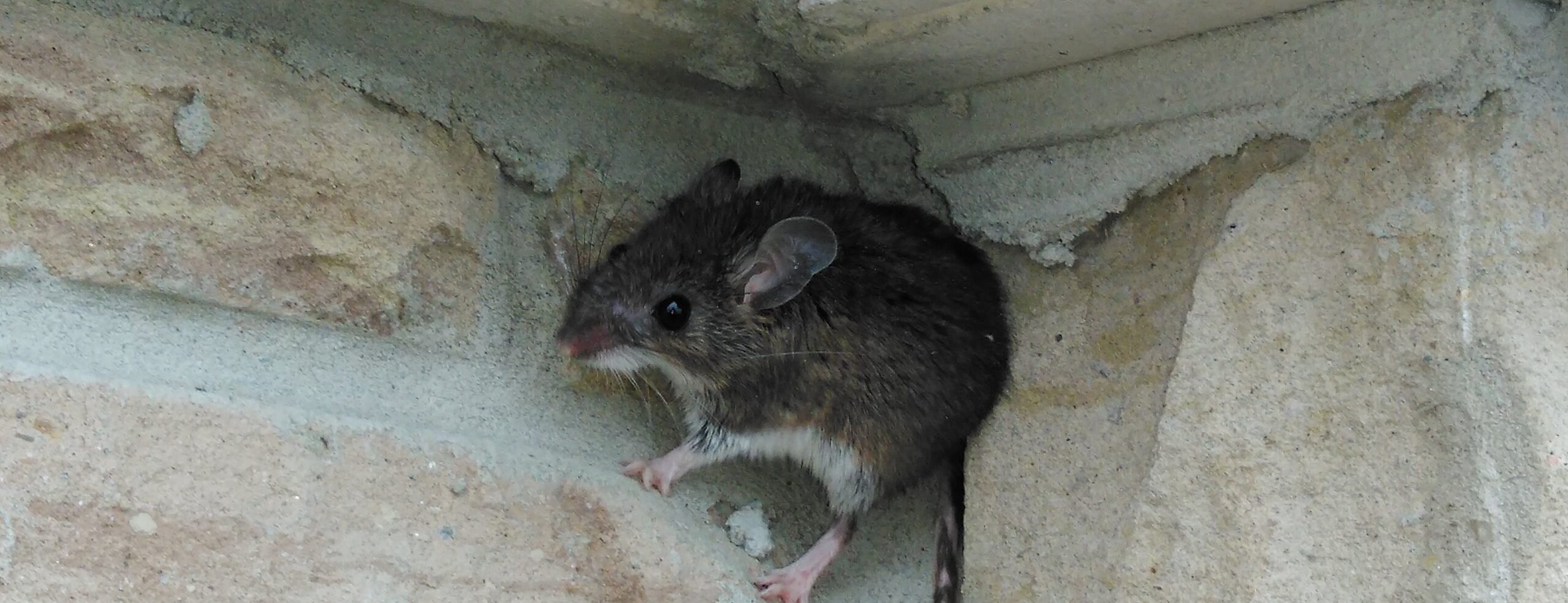 Basic Tips to Keep Mice Out Of Your Garage
