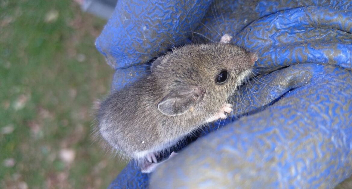 Does Clutter Attract Mice