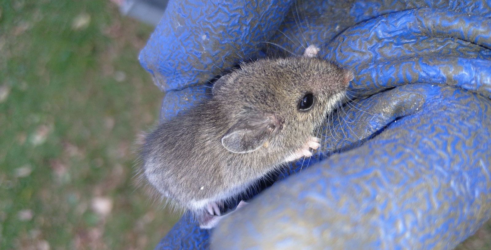 Does Clutter Attract Mice
