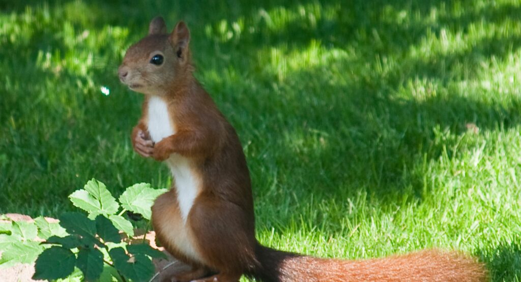 Red Squirrels in Denver