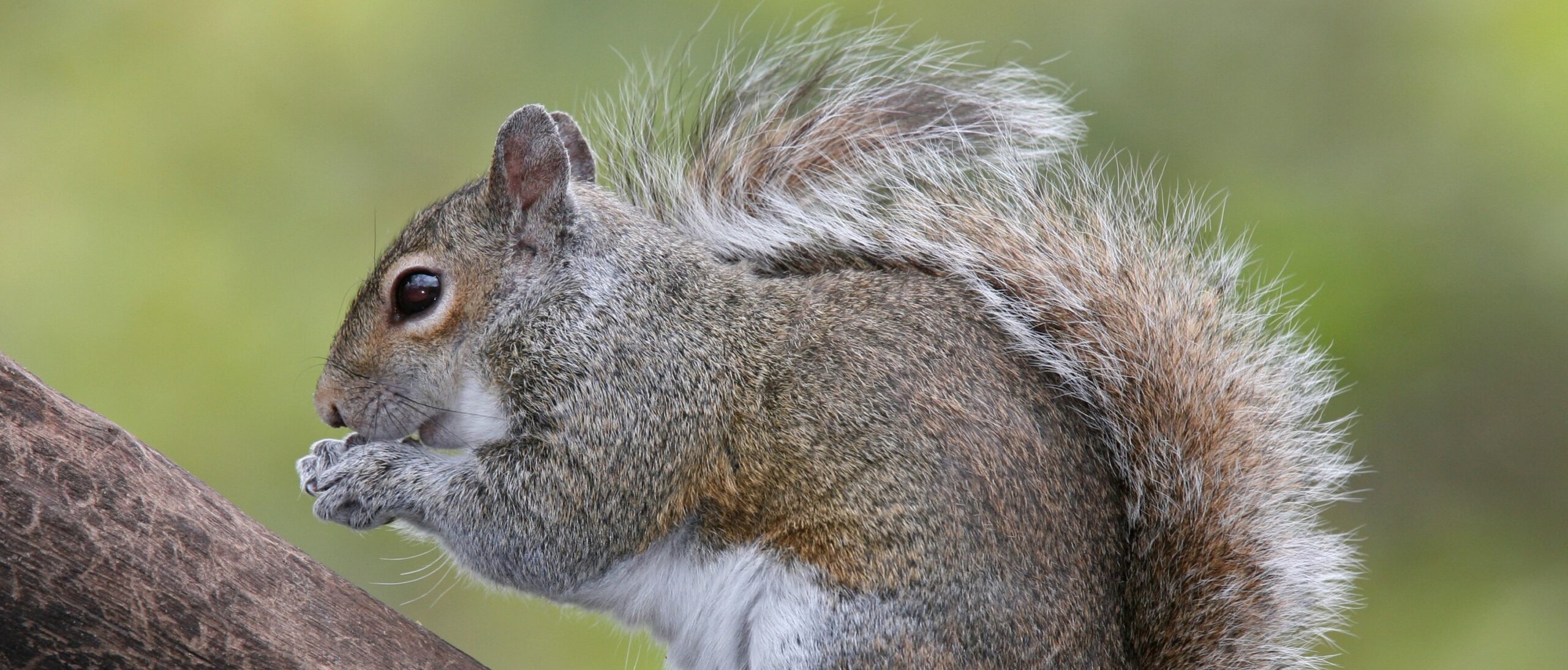 Grey Squirrels vs Red Squirrels - What You Need to Know