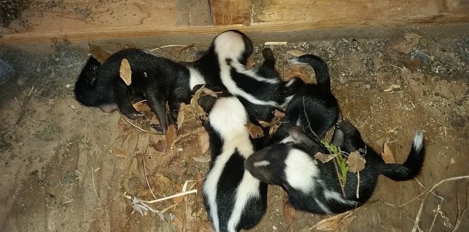 Grubs - Why Skunks Love Them
