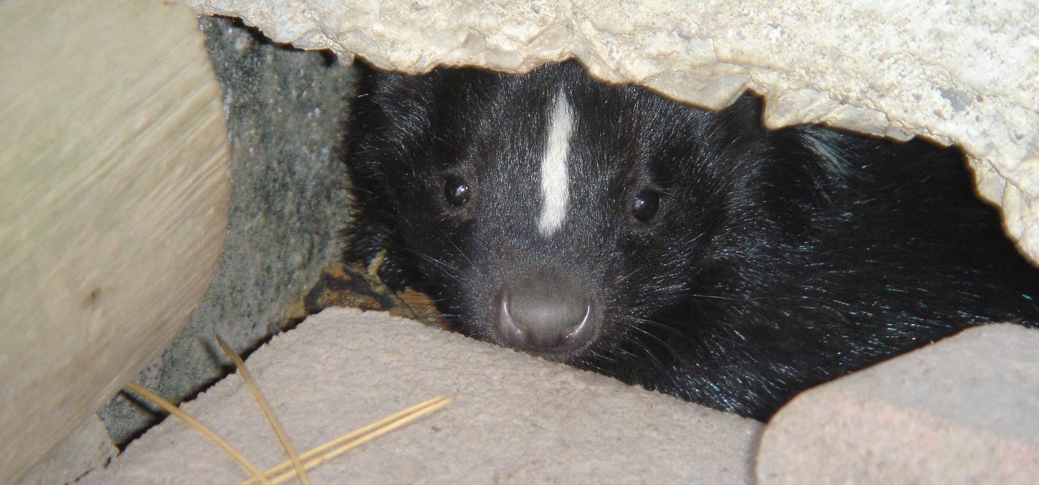 Hillard Wildlife Control - Skunk Odor Removal Tips