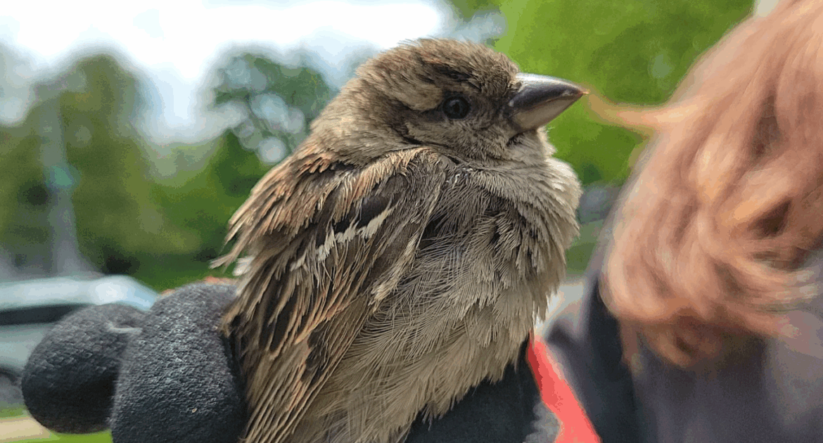 How Bird Droppings Can Affect Your Atlanta Property