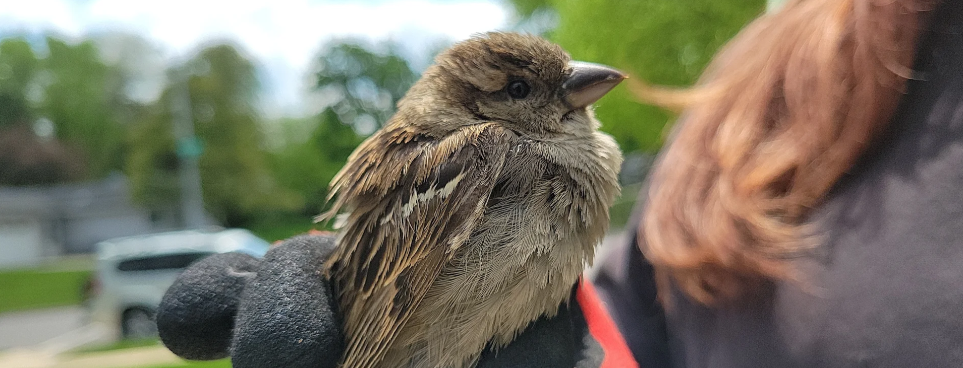 How Bird Droppings Can Affect Your Atlanta Property