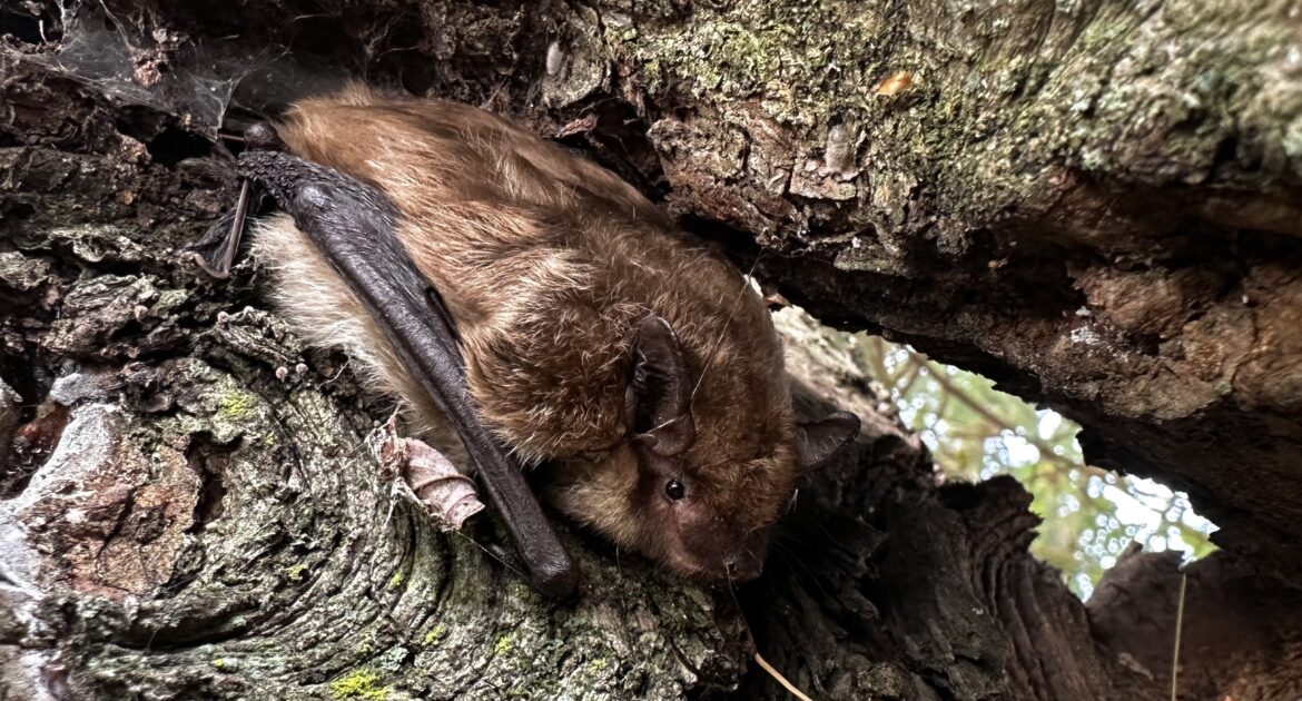 How Do Bats Find Their Way Inside Your Home