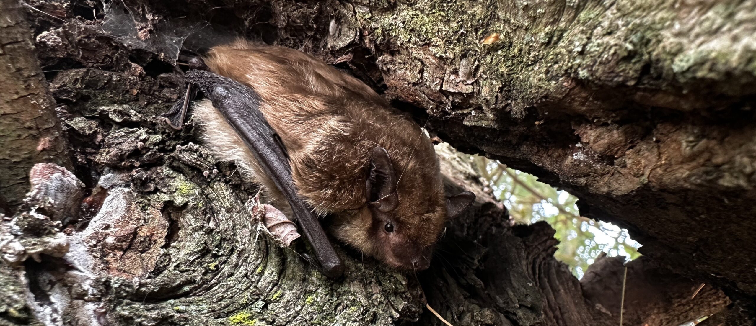 How Do Bats Find Their Way Inside Your Home