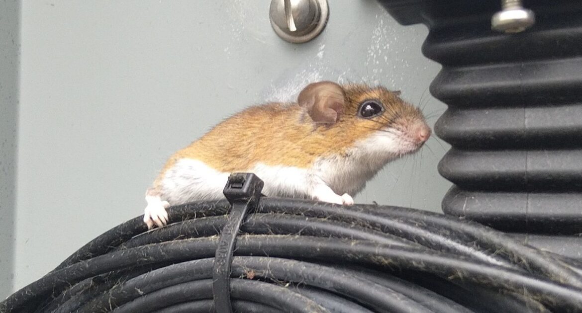 How Regular Maintenance Can Help Prevent a Mouse Infestation
