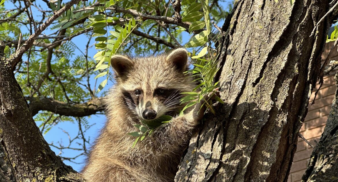 How Seasonal Changes Influence Raccoon Behavior