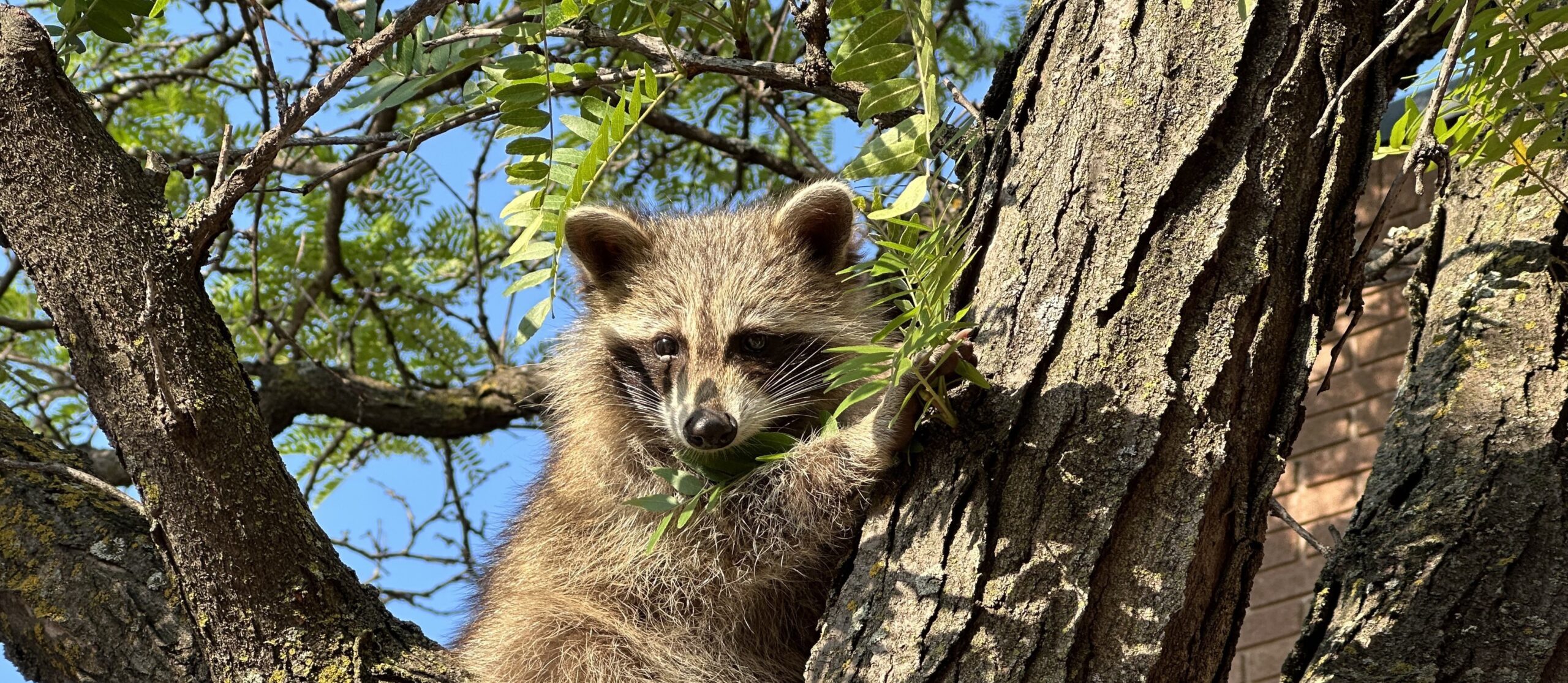 How Seasonal Changes Influence Raccoon Behavior