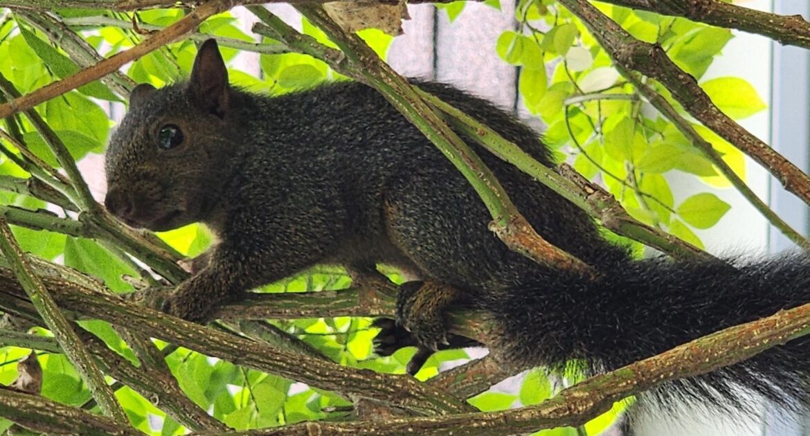 How Squirrels Communicate and What Their Noises Might Mean in Your Home