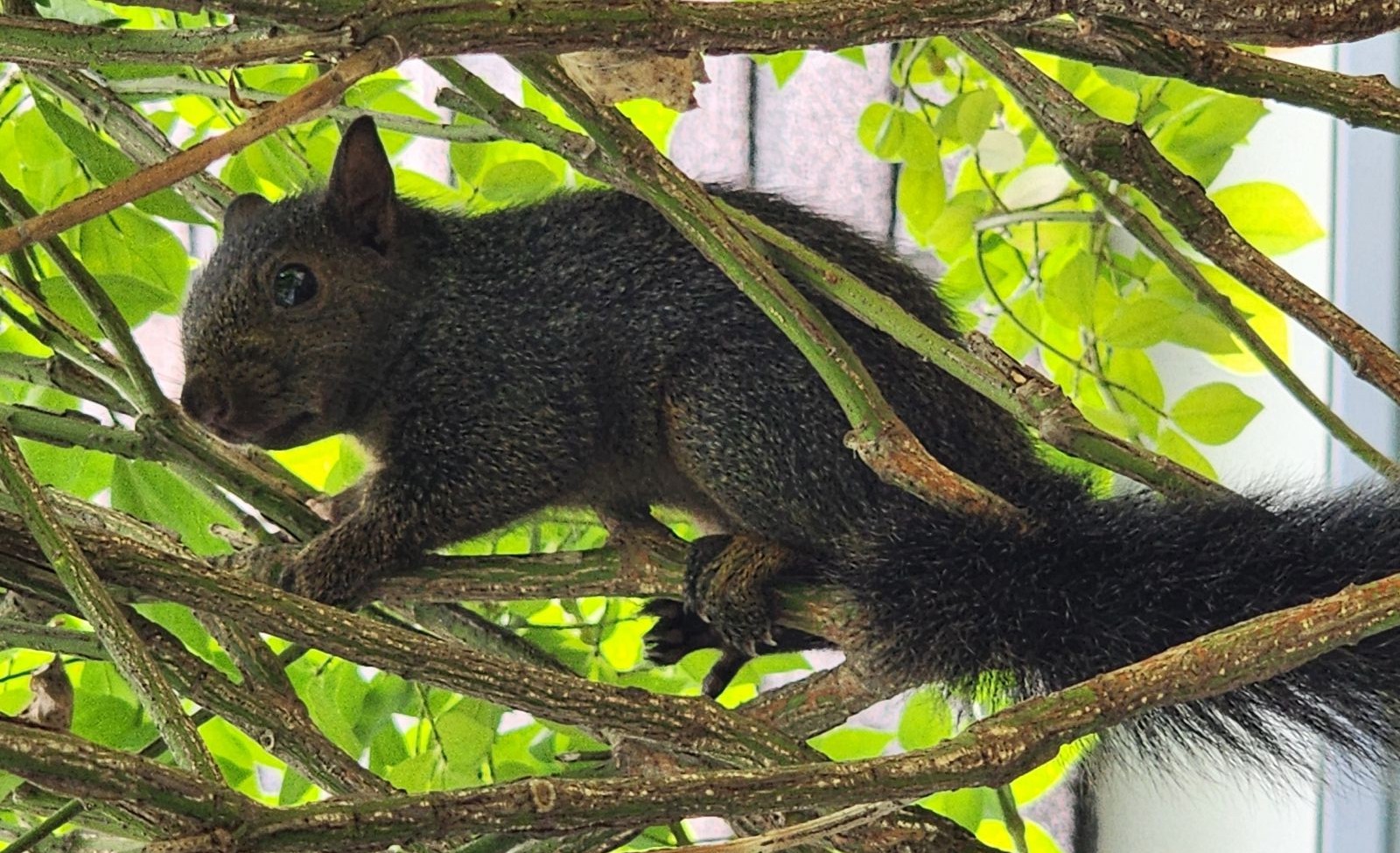 How Squirrels Communicate and What Their Noises Might Mean in Your Home