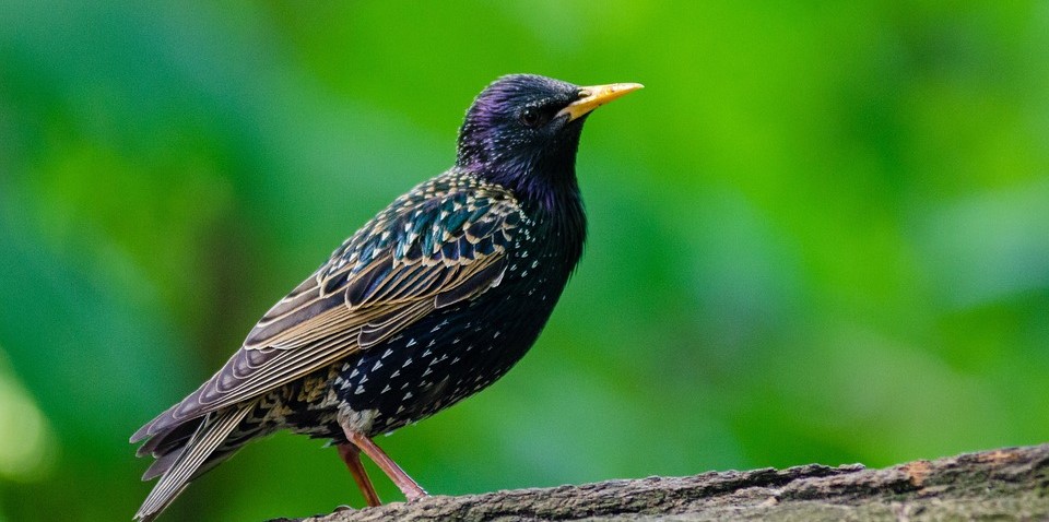 How Starlings Can Affect Your Property