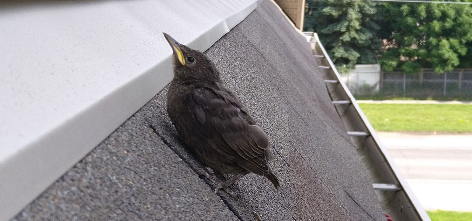 How To Protect Your Gutters From Birds