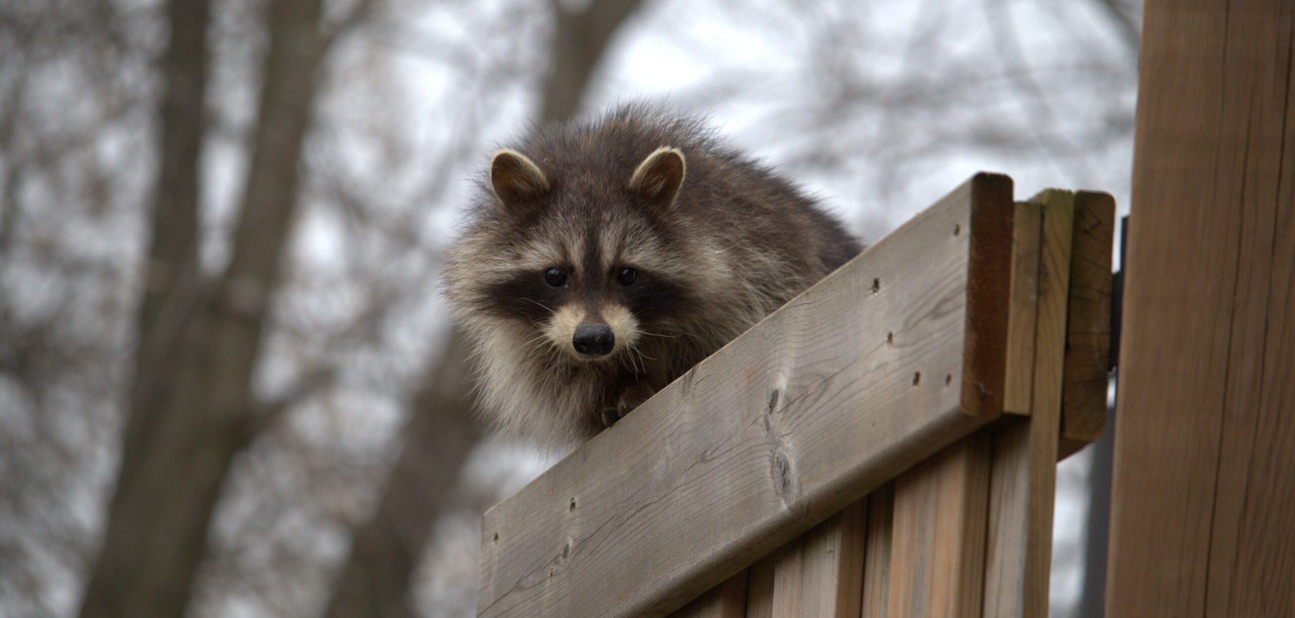 How to Prevent Raccoons from Nesting Under Your Deck or Shed