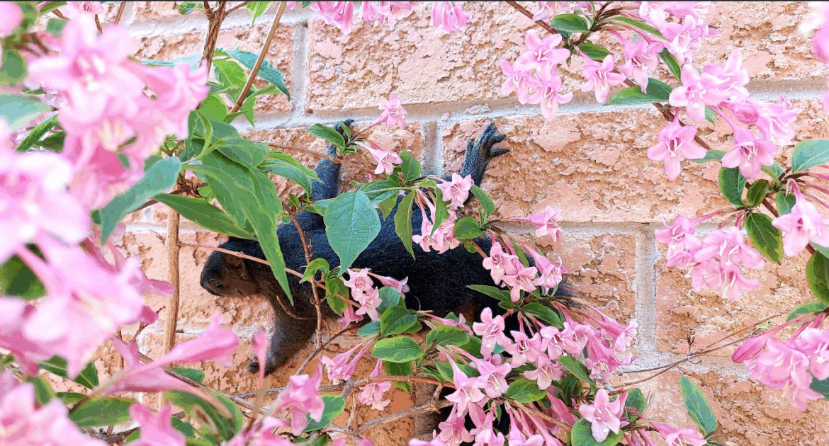 How to Safely and Humanely Coexist with Squirrels