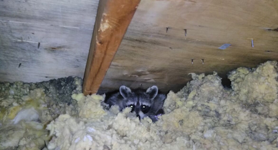 Johns Creek Wildlife Removal - Why Raccoons Are Drawn to Your Property