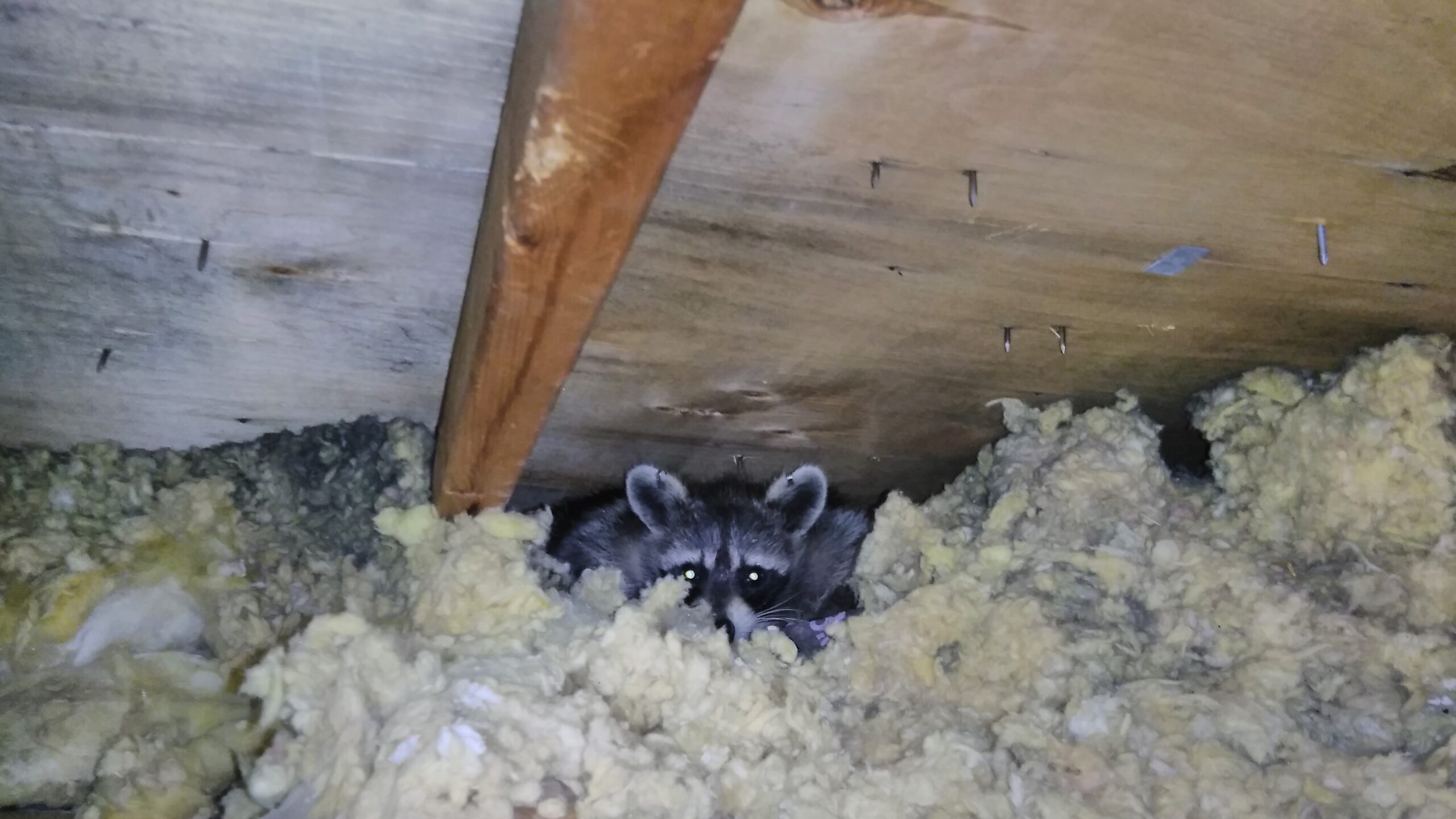 Johns Creek Wildlife Removal - Why Raccoons Are Drawn to Your Property