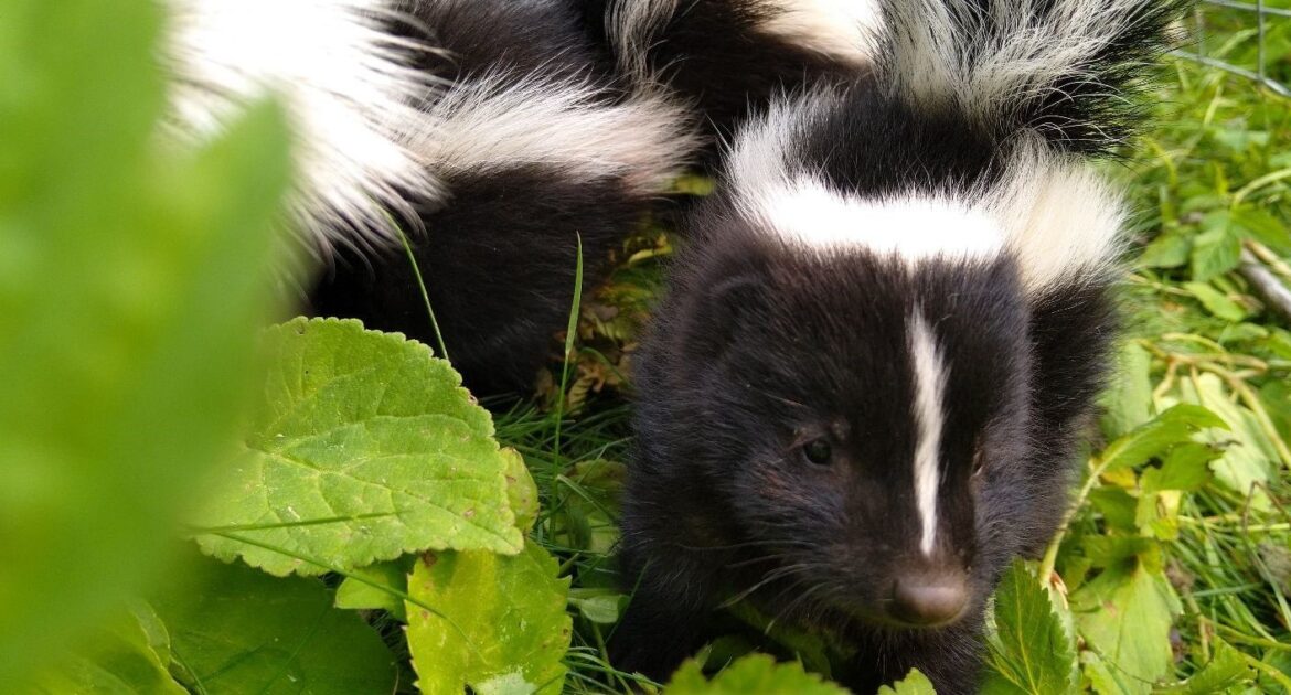 Milwaukee Wildlife Control - Do Baby Skunks Have the Power to Spray