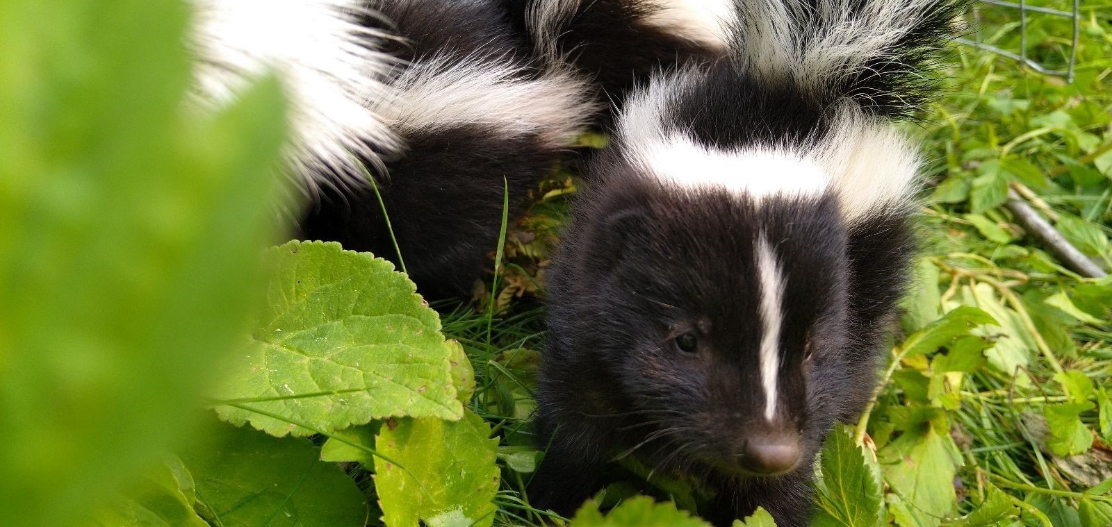 Milwaukee Wildlife Control - Do Baby Skunks Have the Power to Spray