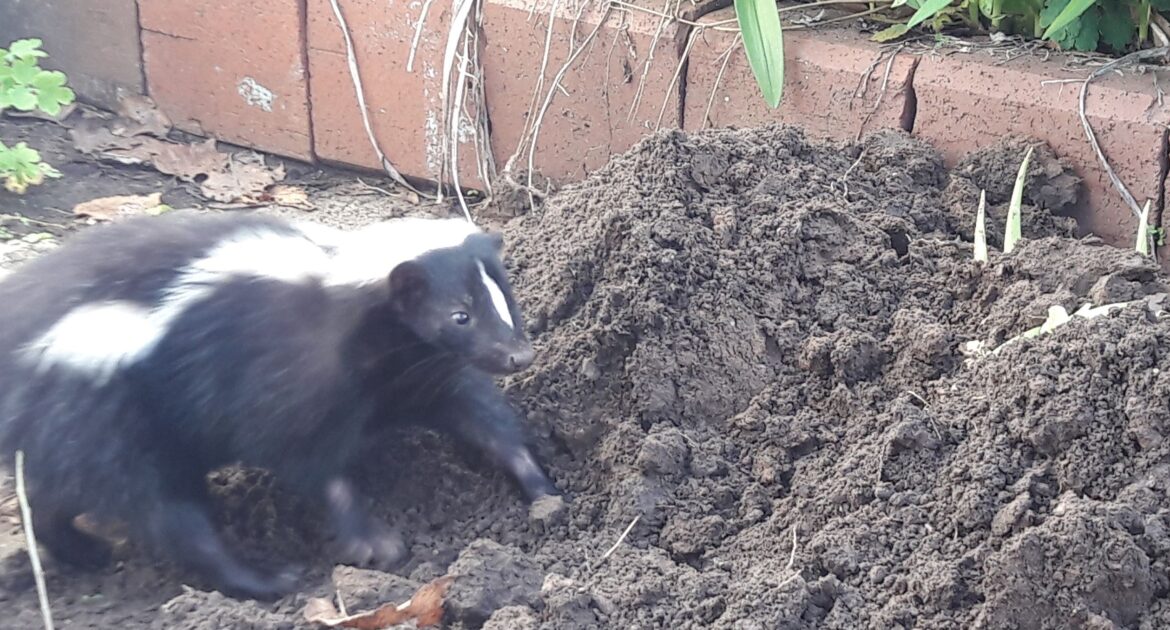 Peachtree Corners Wildlife Removal - How to Handle a Skunk Under Your Deck