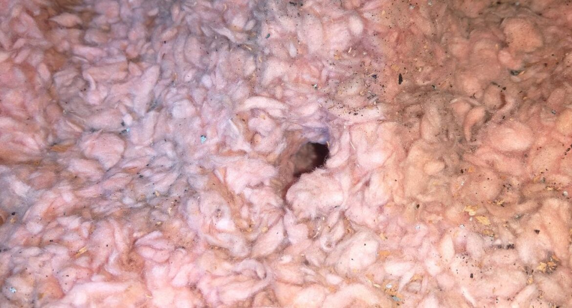 Protecting Your Home’s Insulation from Mice Damage