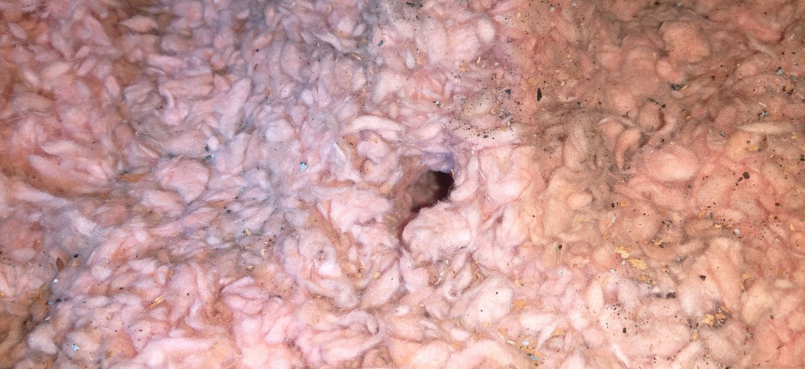 Protecting Your Home’s Insulation from Mice Damage