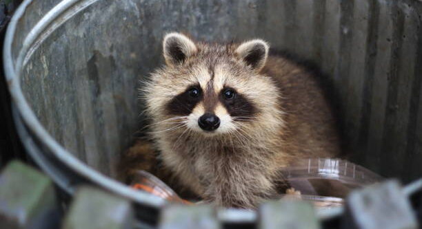 Raccoon Family in Your Trash - Tips for Pittsburgh Residents to Keep Them Away