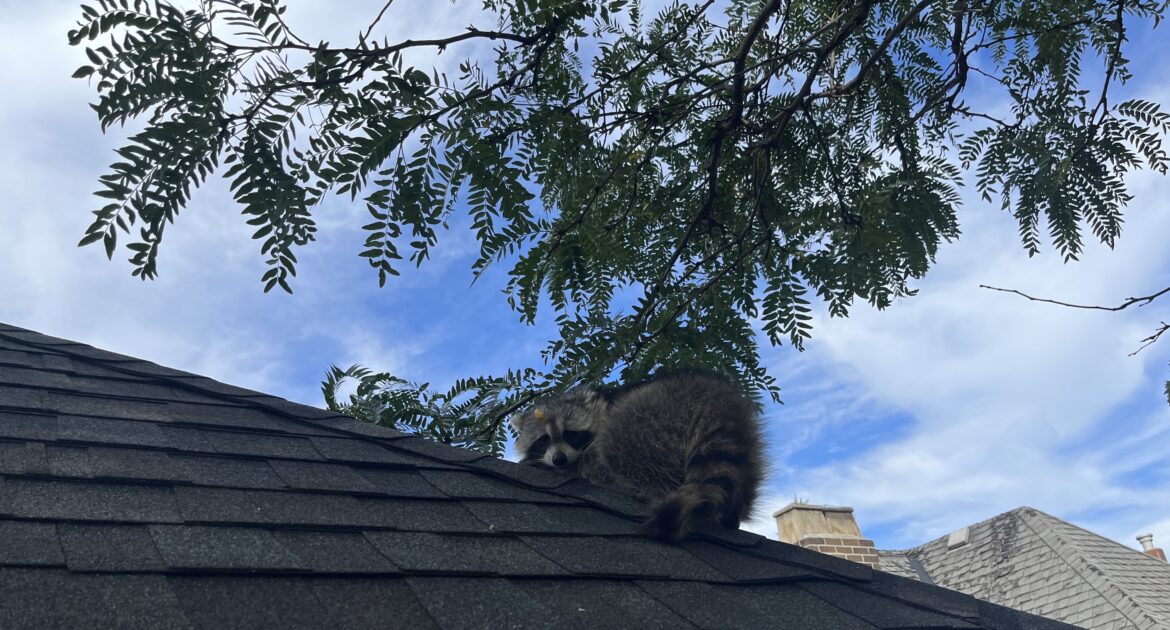 Raccoon-Proofing Tips for Your Roof, Attic, and Chimney