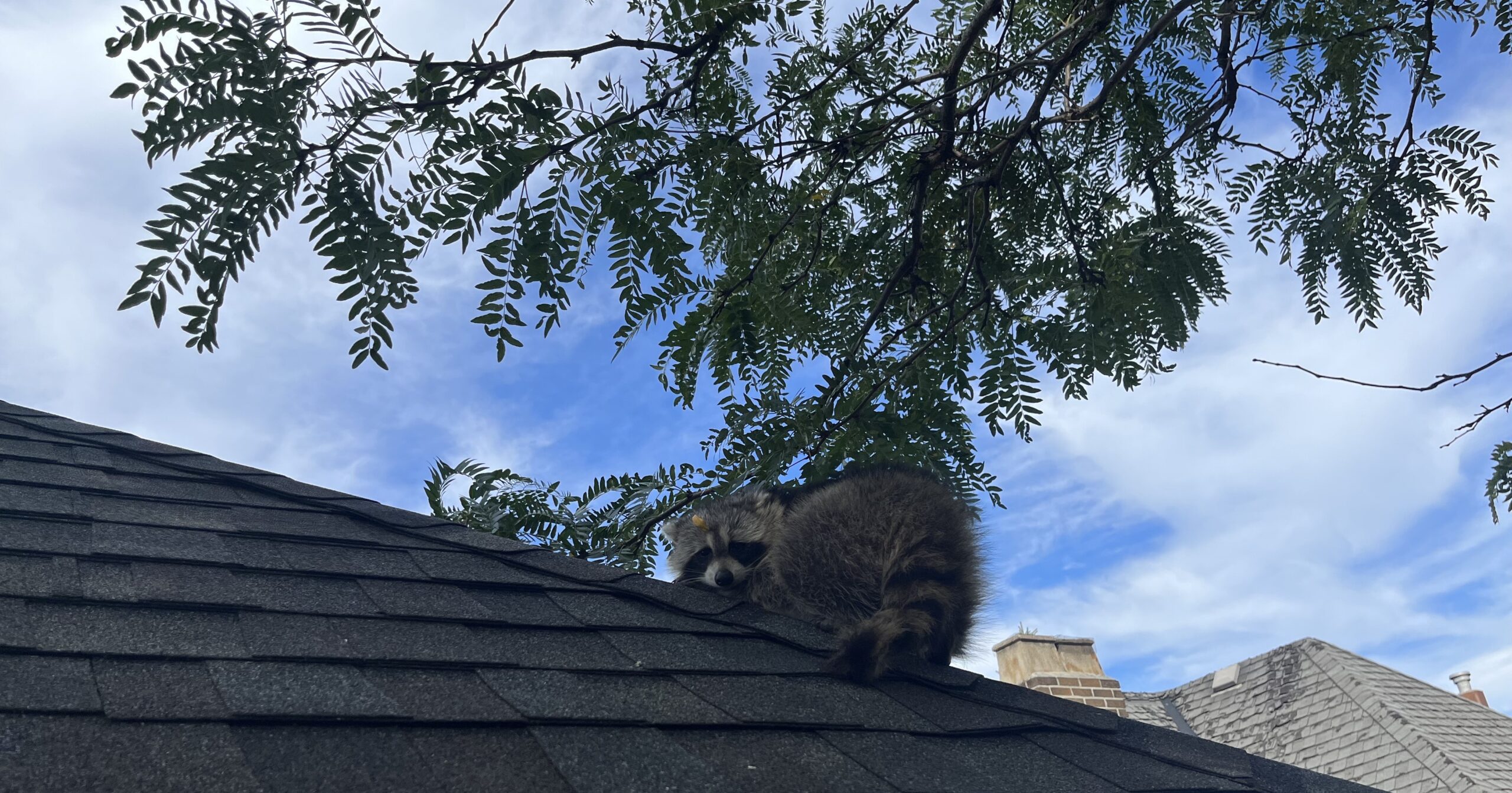 Raccoon-Proofing Tips for Your Roof, Attic, and Chimney