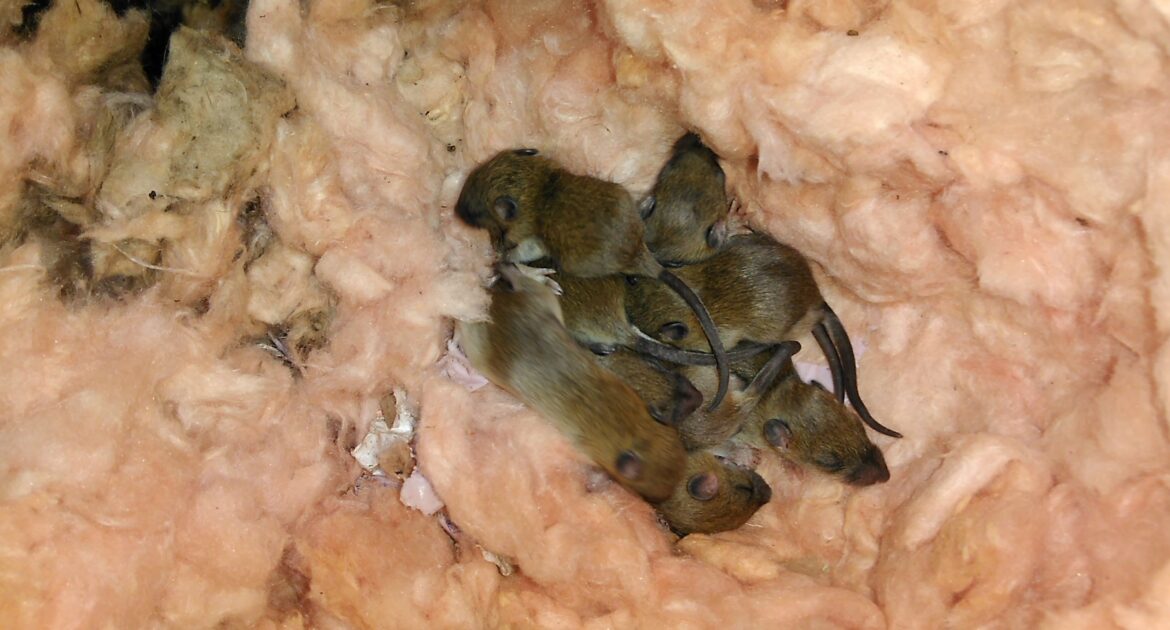 Rodent Droppings and Damage - Knowing What to Look For
