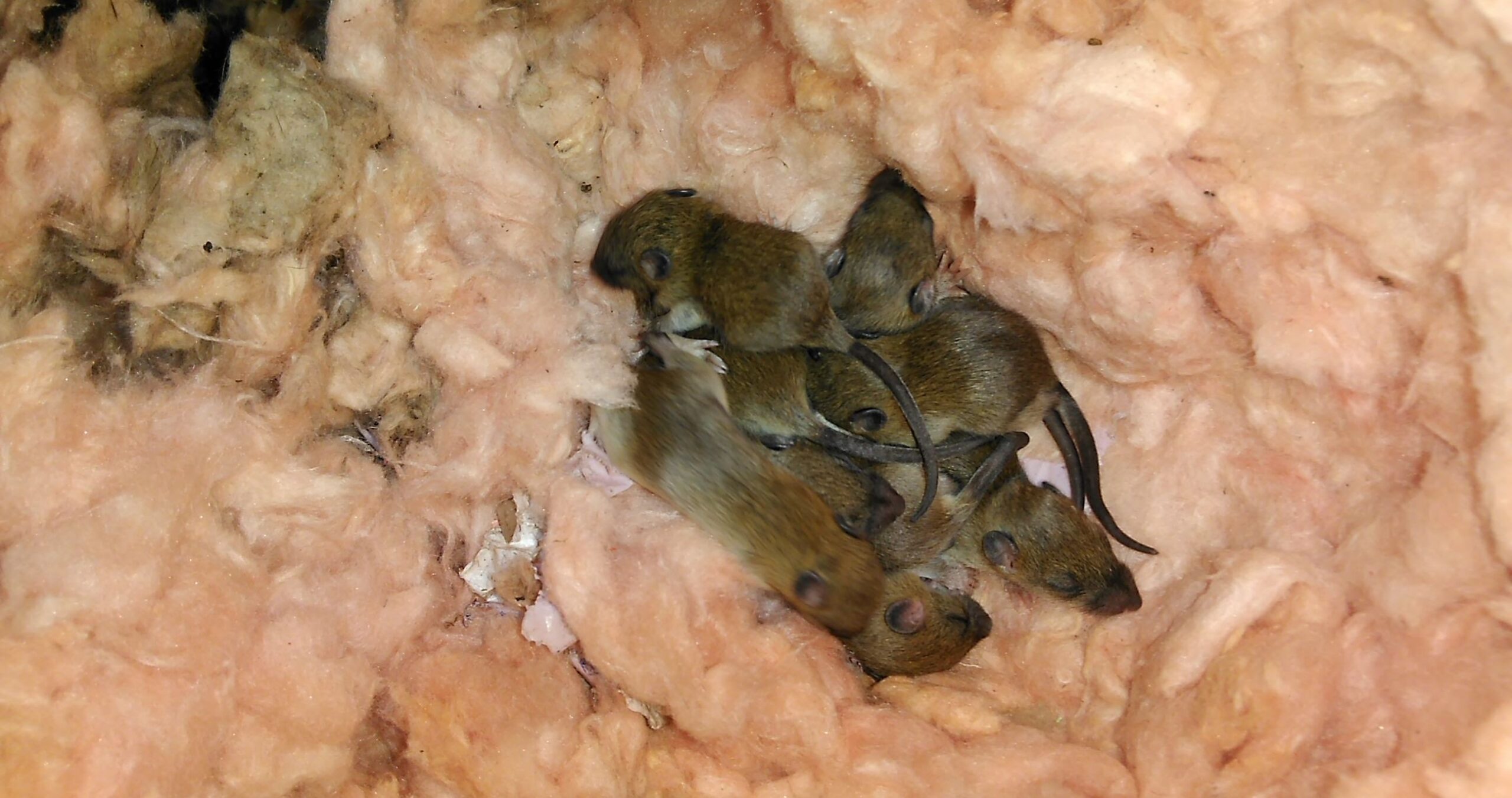 Rodent Droppings and Damage - Knowing What to Look For