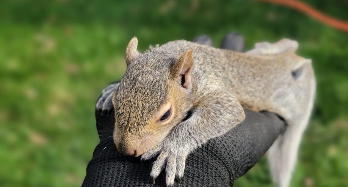 Sandy Springs Squirrel Removal - What’s That Noise in the Walls
