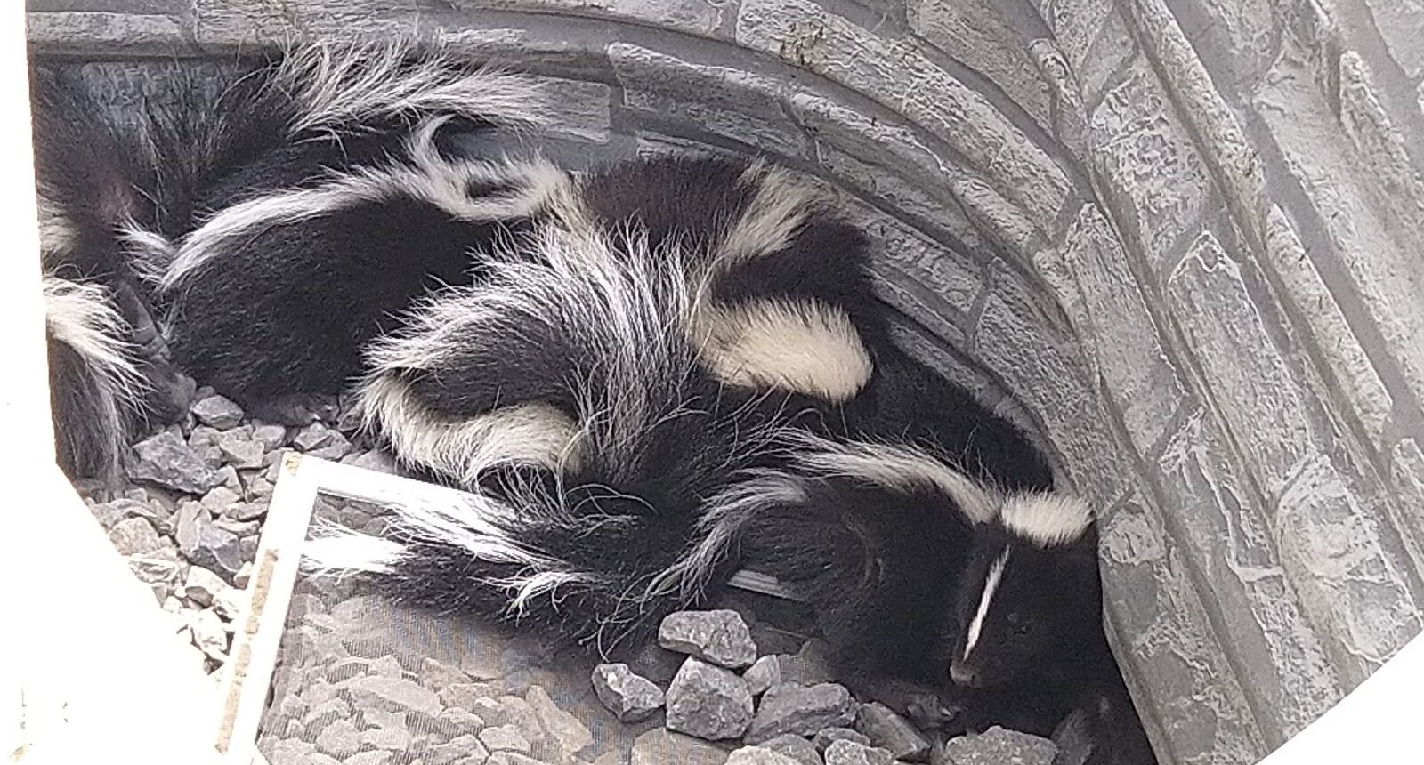 Skunk Defence Mechanisms - How They Protect Themselves