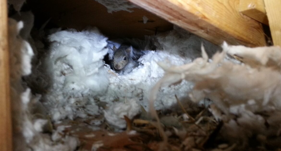 Squirrel-Proof Storage Ideas for Your Attic and Garage