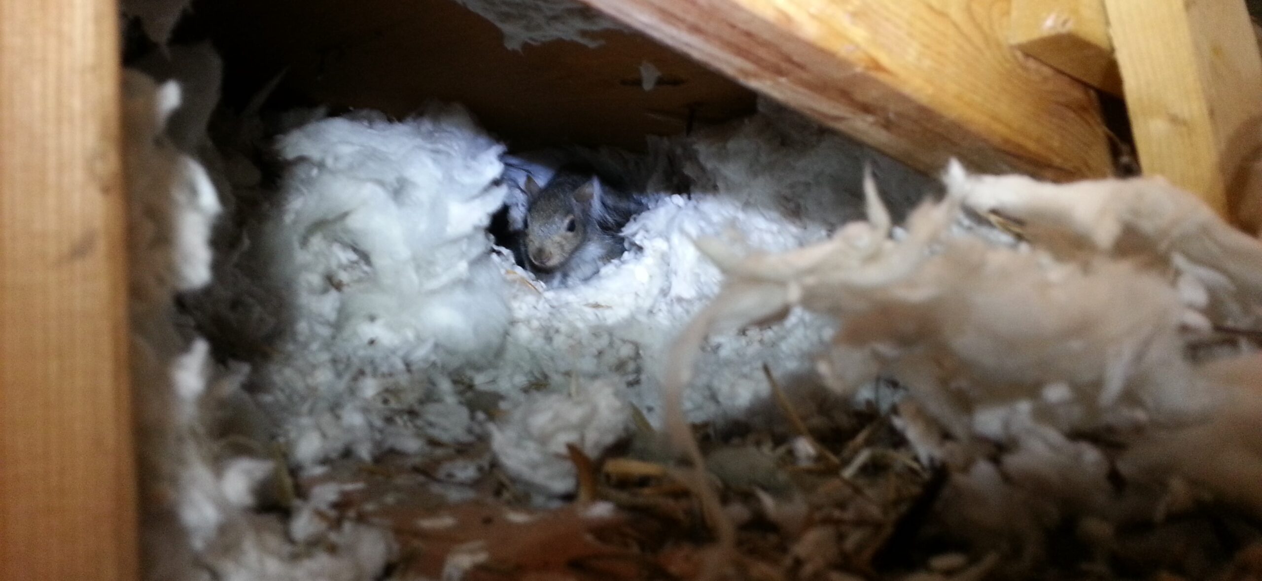 Squirrel-Proof Storage Ideas for Your Attic and Garage