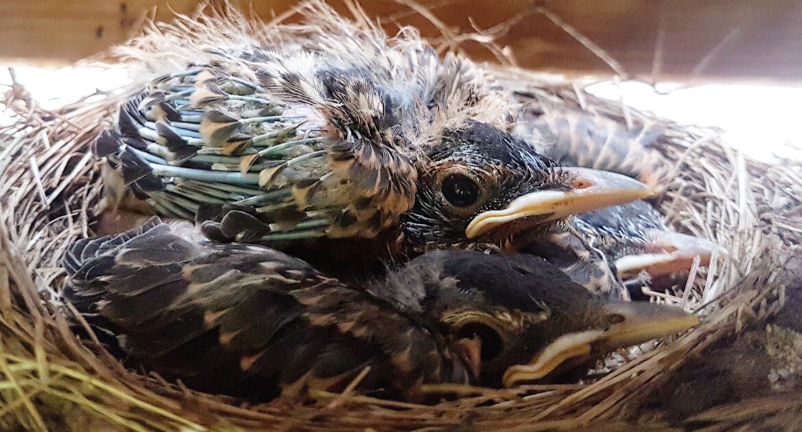 Sunbury Wildlife Control - What Common Bird Behaviors Mean