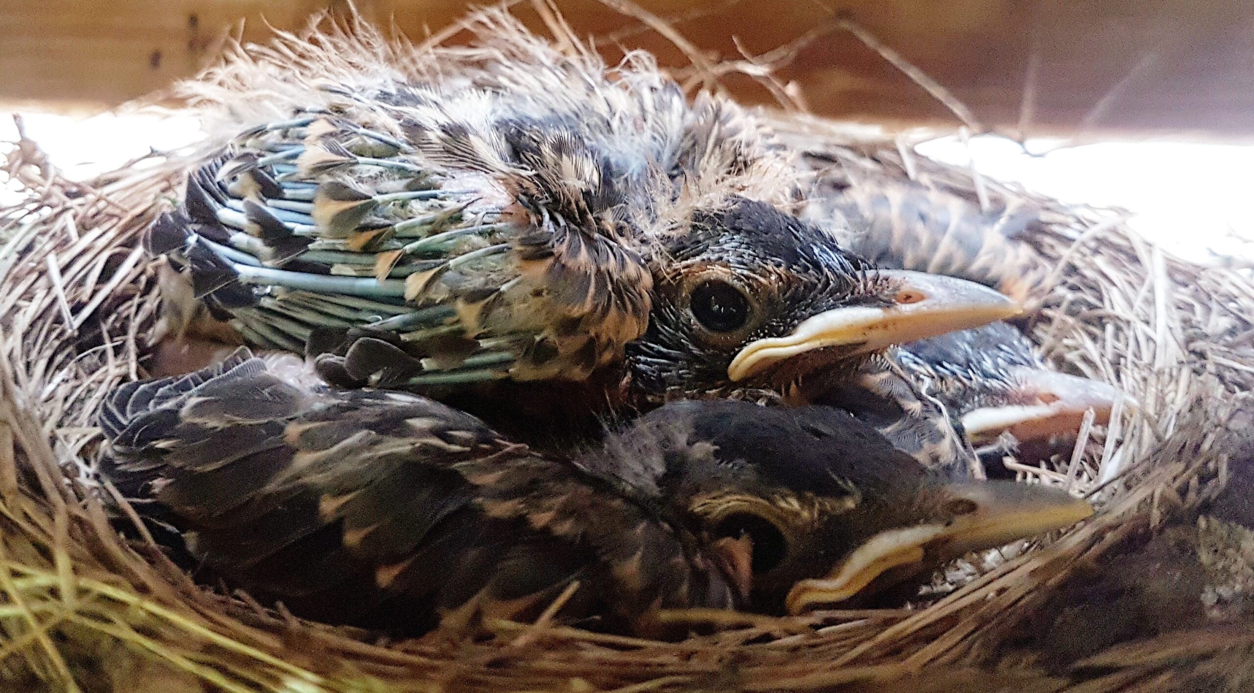 Sunbury Wildlife Control - What Common Bird Behaviors Mean